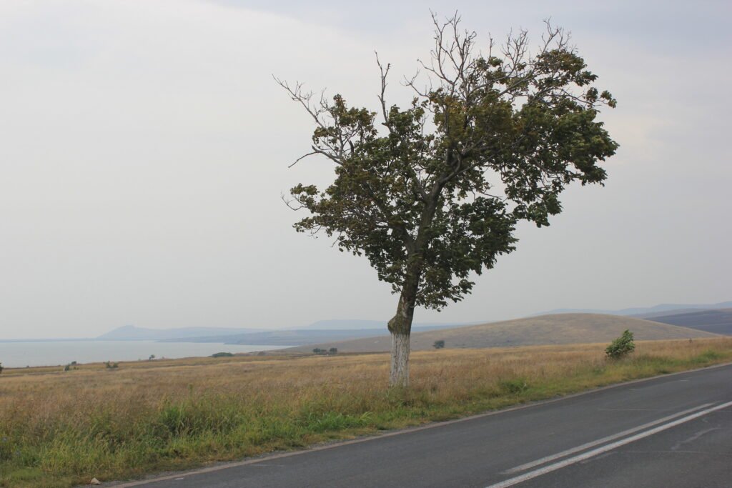 Lacul Babadag văzut de lângă o șosea din apropierea orașului: un copac singur pe marginea drumului, pajiște uscată, apa lacului și dealuri în depărtare, cer cenușiu