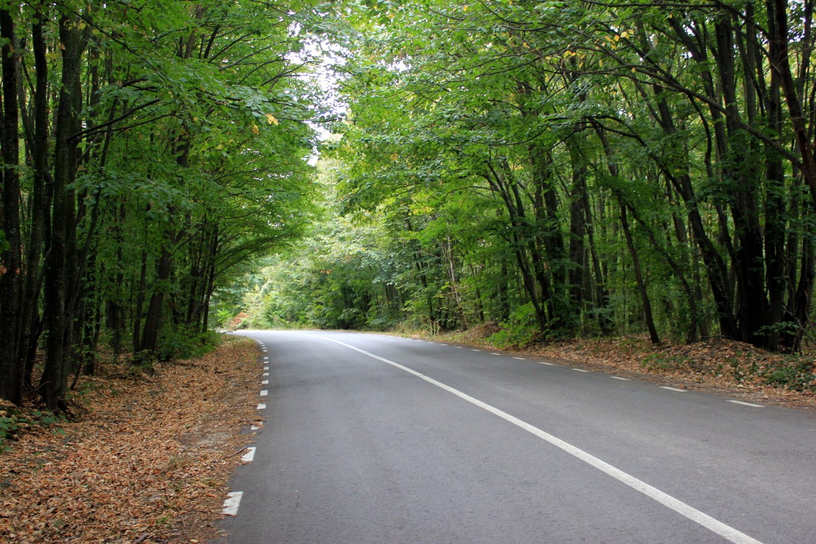 Drumul Luncavița–Nifon printr-o pădure de fagi, vara